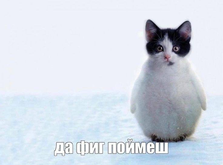 Котогвин