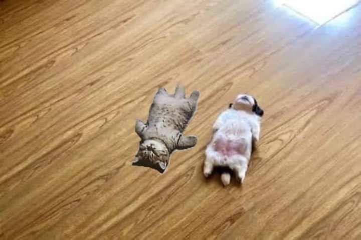 Хи-хи-хи. Котята